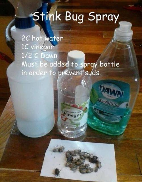 Homemade Insect Repellent Recipe