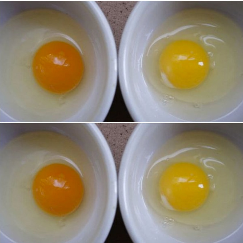 The easy way to tell if your eggs came from a sick chicken