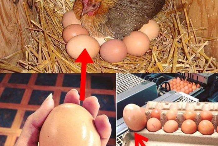 A farmer found a huge egg under a hen – when he saw what came out, he couldn’t believe his eyes.