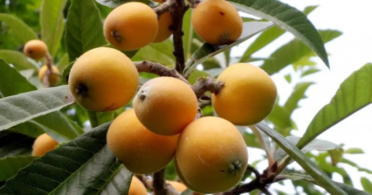 Medlars: The Laxative Fruit That Lowers Cholesterol, Prevents Cancer and Triples Defenses