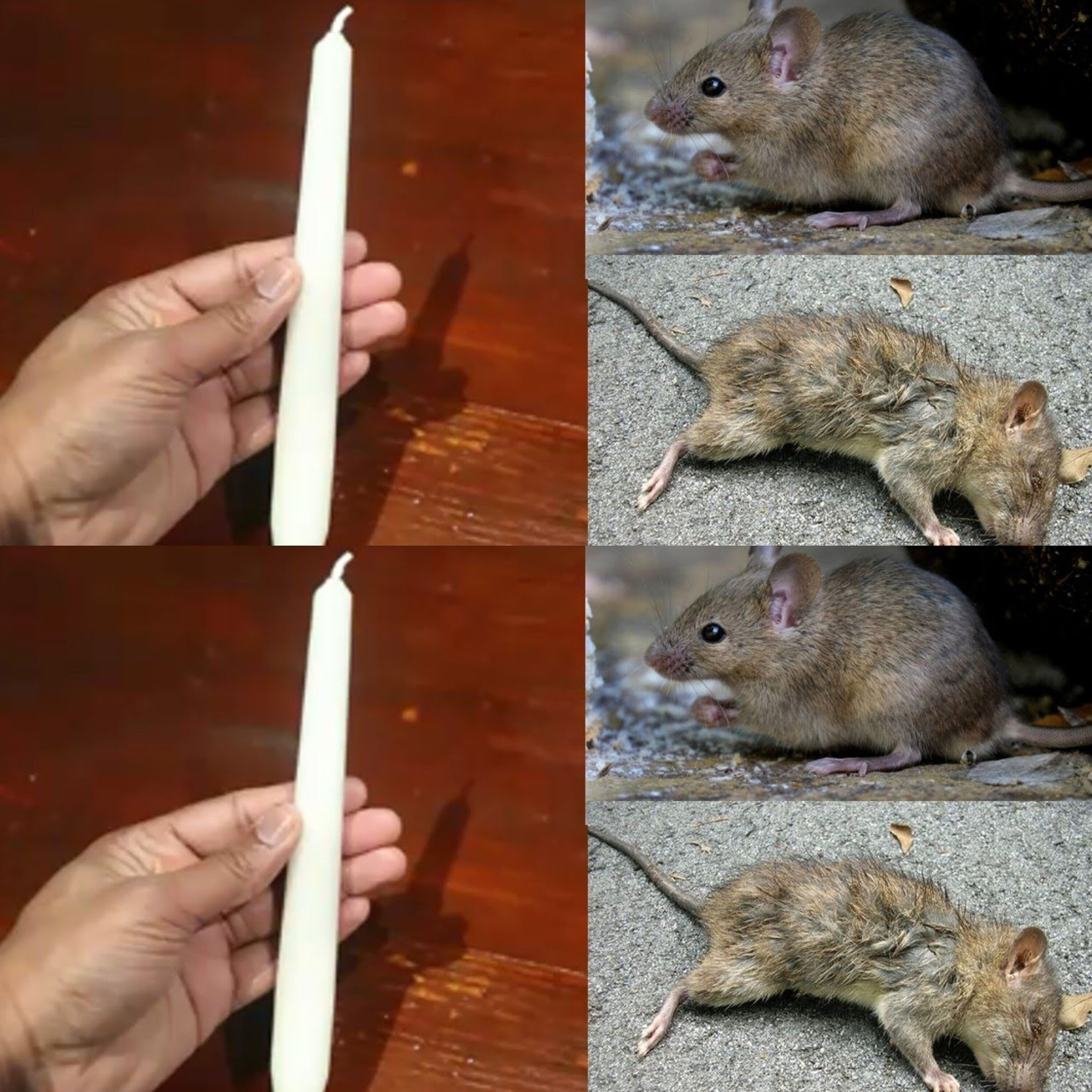 DIY Magic Candle: A Quick and Effective Home Remedy to Repel Rats