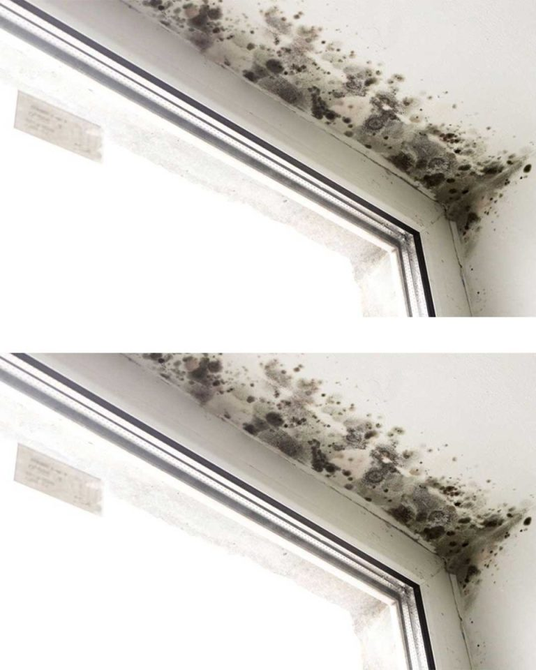 Get rid of mold on walls and damp spots naturally with these clever tips