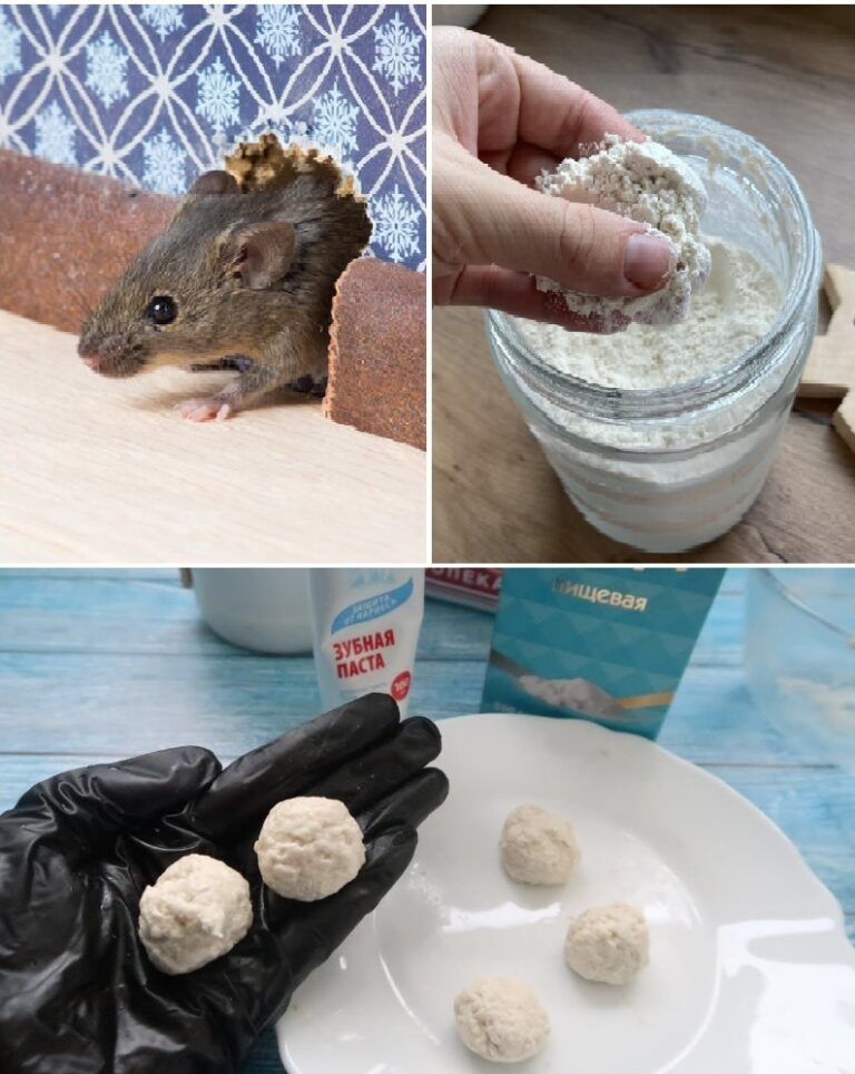 No more problems with rats and mice: here’s how to get rid of them with regular TOOTHPASTE!