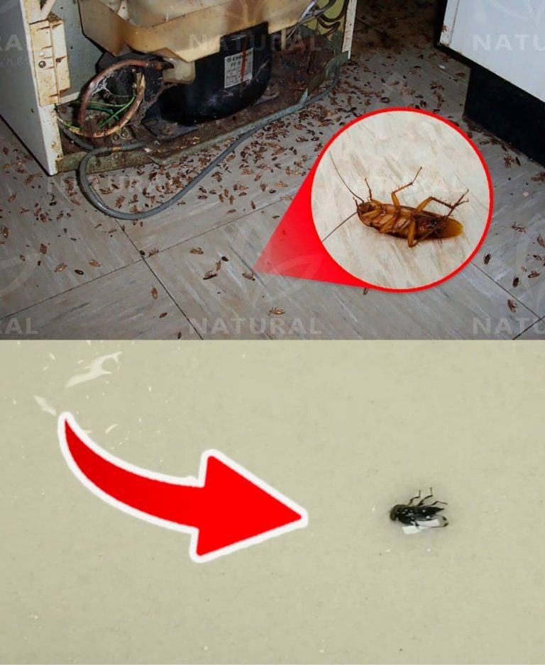 Goodbye to cockroaches at home: the natural trick that keeps them out and eliminates them forever