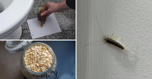 Tricks to keep silverfish away from your home and never let them come back