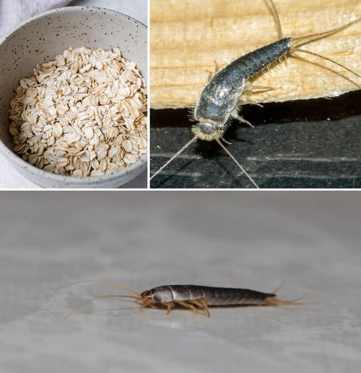 Tricks to eliminate “silverfish” from our homes forever