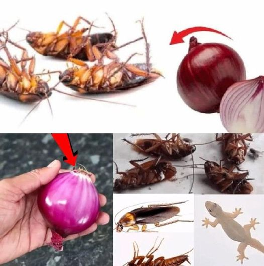 Cockroach infestation in the house: how to clean the floor and get rid of them right away