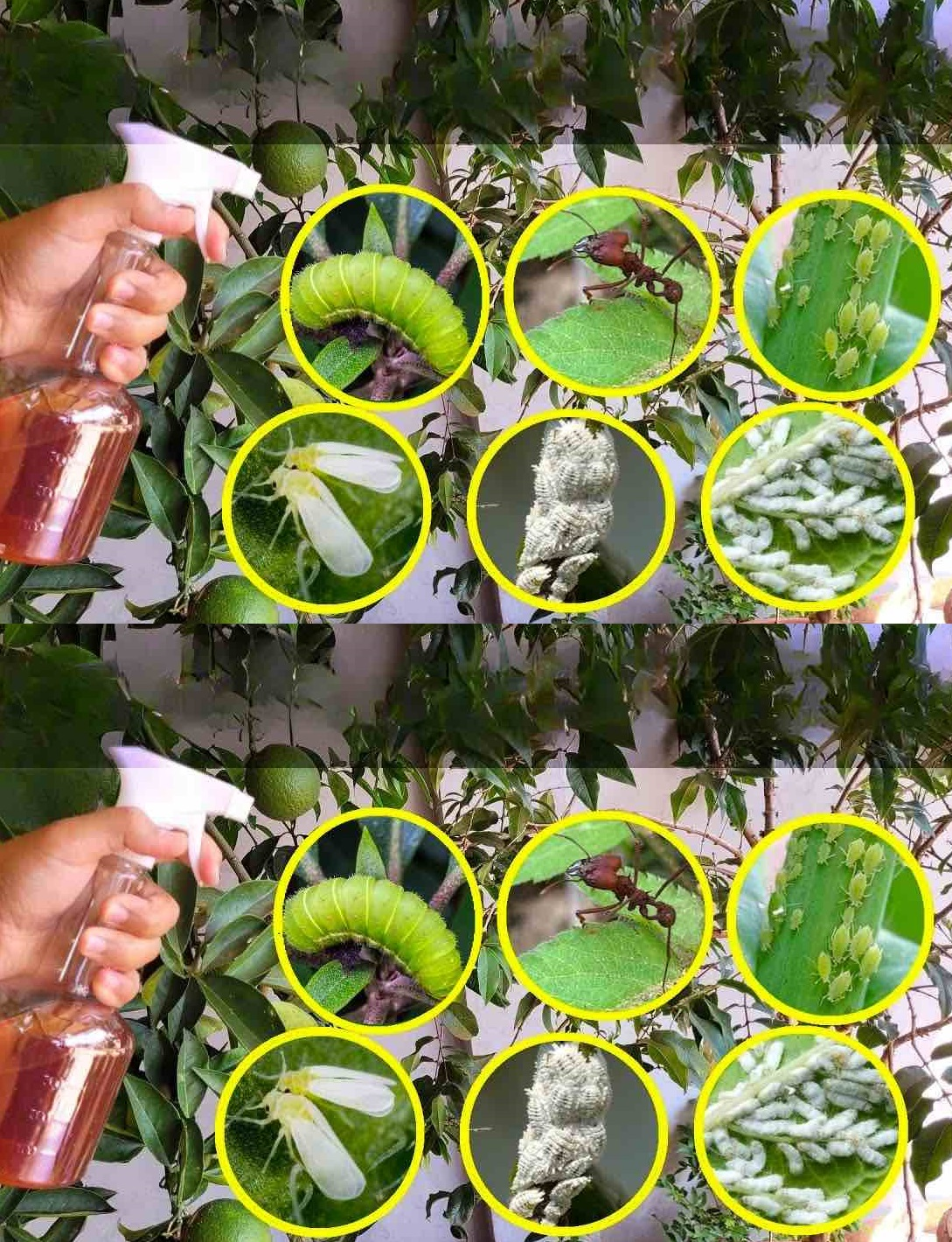 DIY Garlic Insect Spray For Your Plants