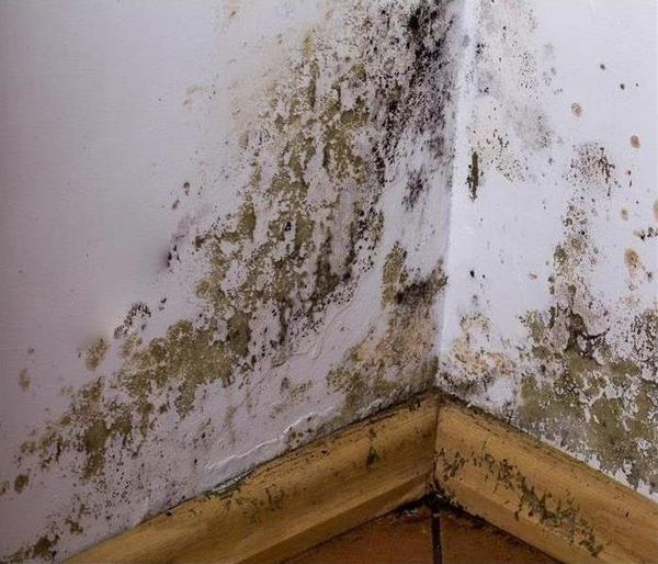 If Your Walls Have Mold, Using Bleach Won’t Help: Here’s What You Should Do