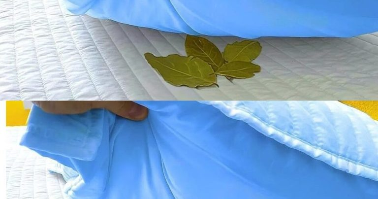 Put bay leaves under your pillow: The trick that solves a common problem