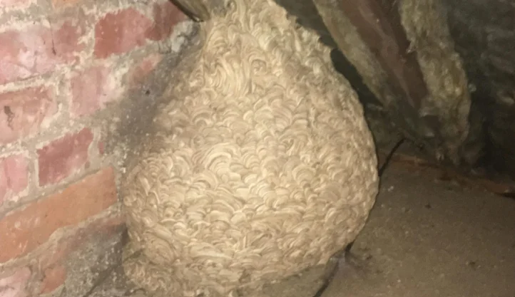 Man Thinks He Found “Hornets” Nest In Attic, Turns Pale When He Realizes What is Inside