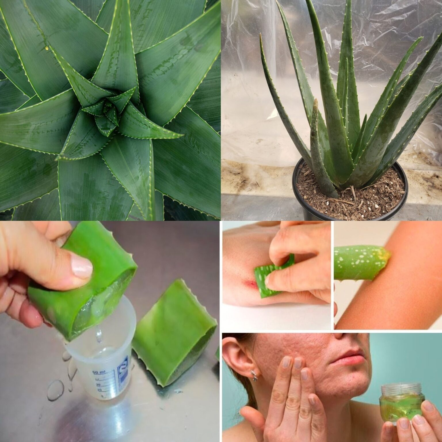 7 Reasons to Rub Aloe Vera on Your Face and Skin: Unlocking Aloe Vera’s Benefits for Skin Health