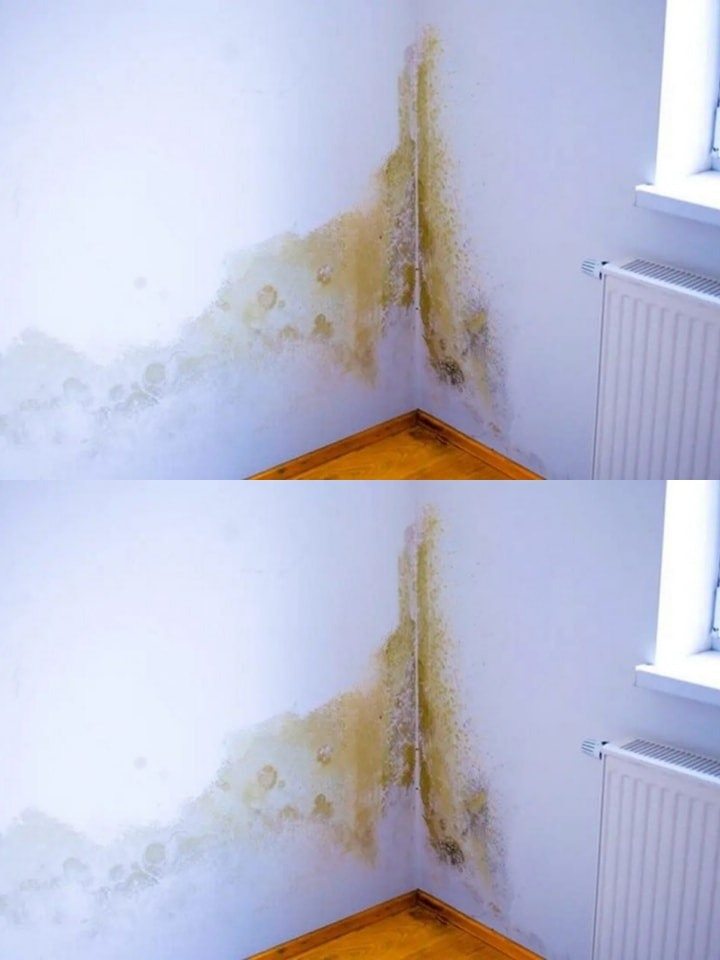 How to Remove and Prevent Mold from Your Home